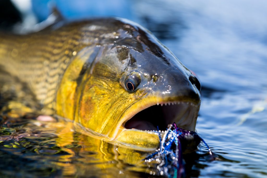 Golden Dorado closeup with fly PH Stephan Dombaj scaled